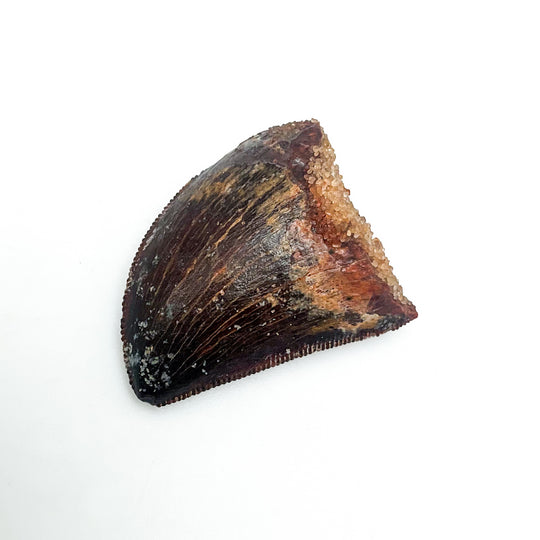 Fossilized Carcharodontosaurus Dinosaur Tooth Specimen