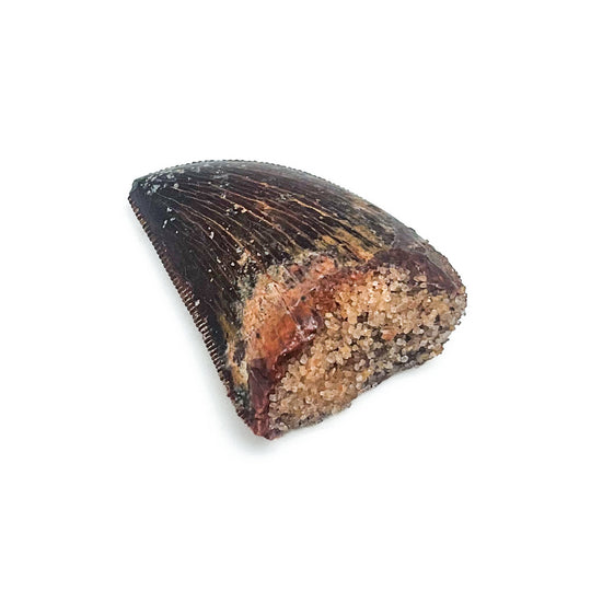 Fossilized Carcharodontosaurus Dinosaur Tooth Specimen
