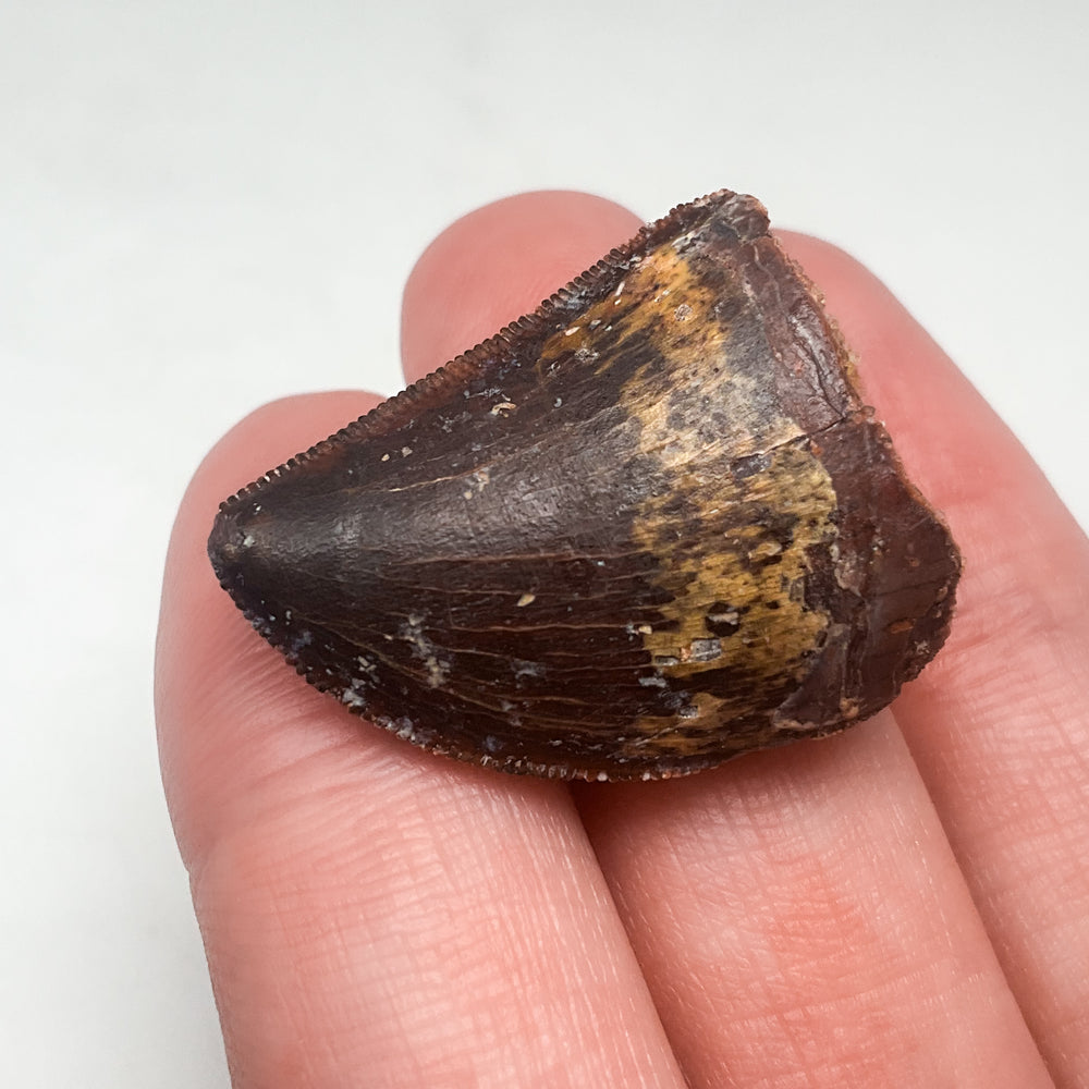 Fossilized Carcharodontosaurus Dinosaur Tooth Specimen