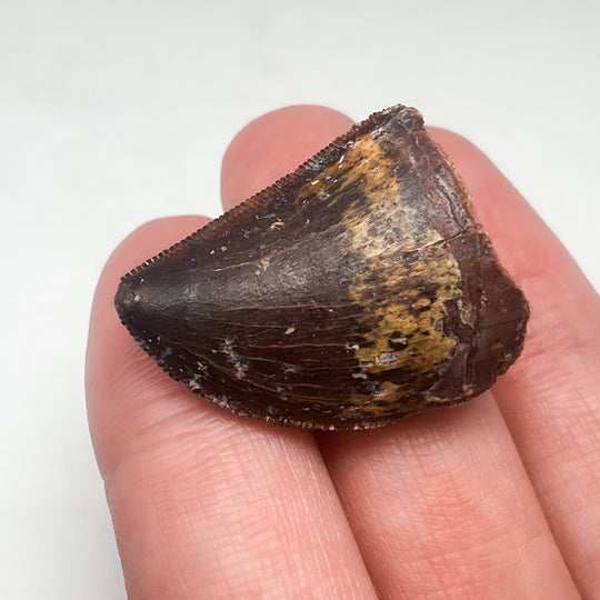 Fossilized Carcharodontosaurus Dinosaur Tooth Specimen