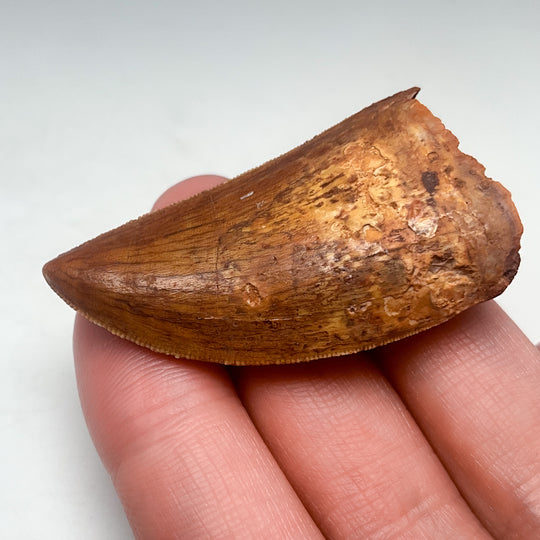 Fossilized Carcharodontosaurus Dinosaur Tooth Specimen