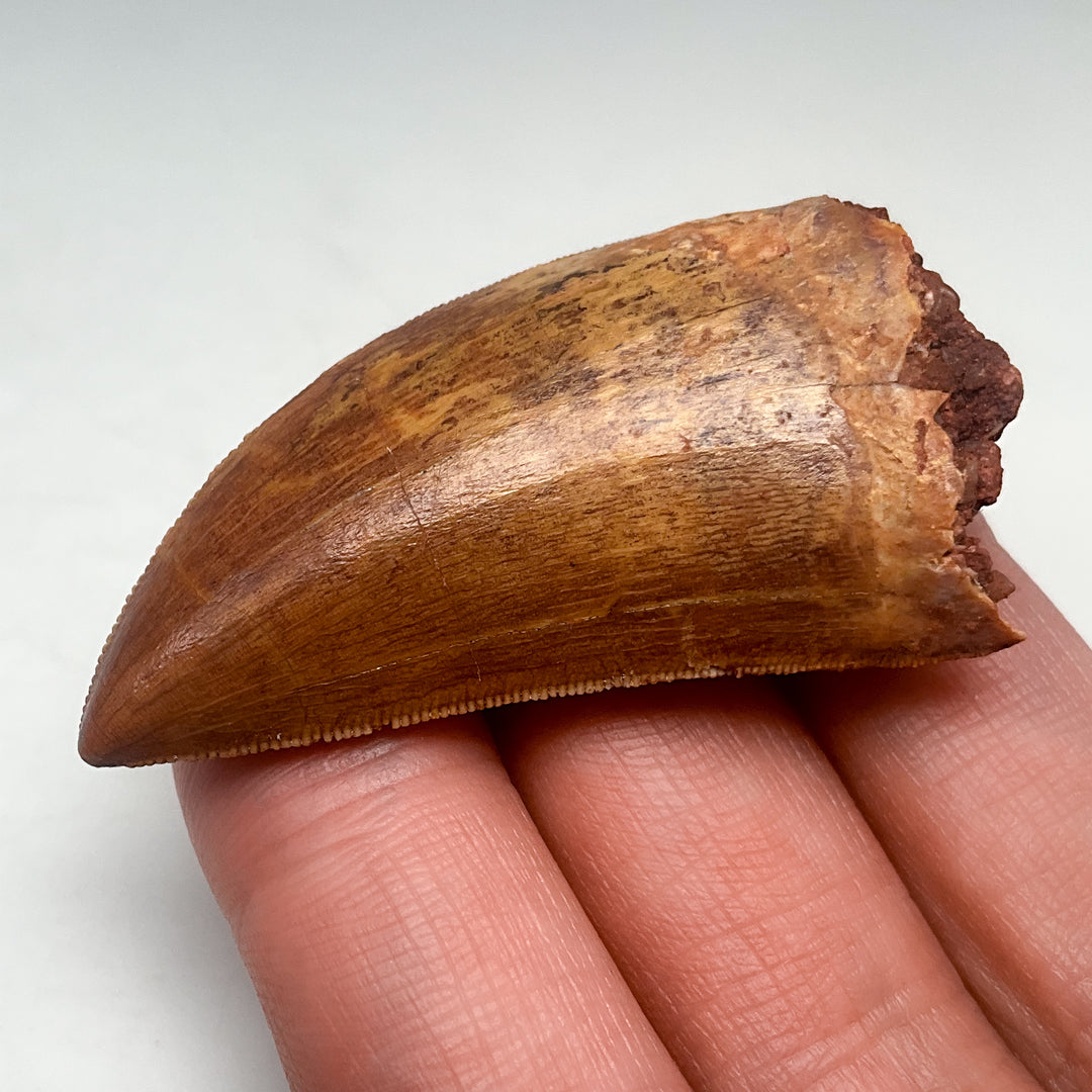 Fossilized Carcharodontosaurus Dinosaur Tooth Specimen