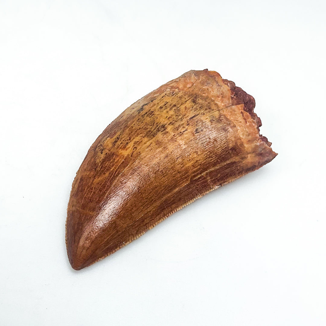 Fossilized Carcharodontosaurus Dinosaur Tooth Specimen