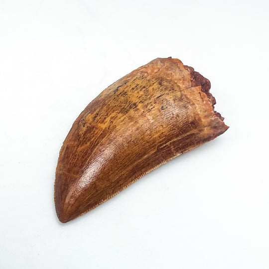 Fossilized Carcharodontosaurus Dinosaur Tooth Specimen