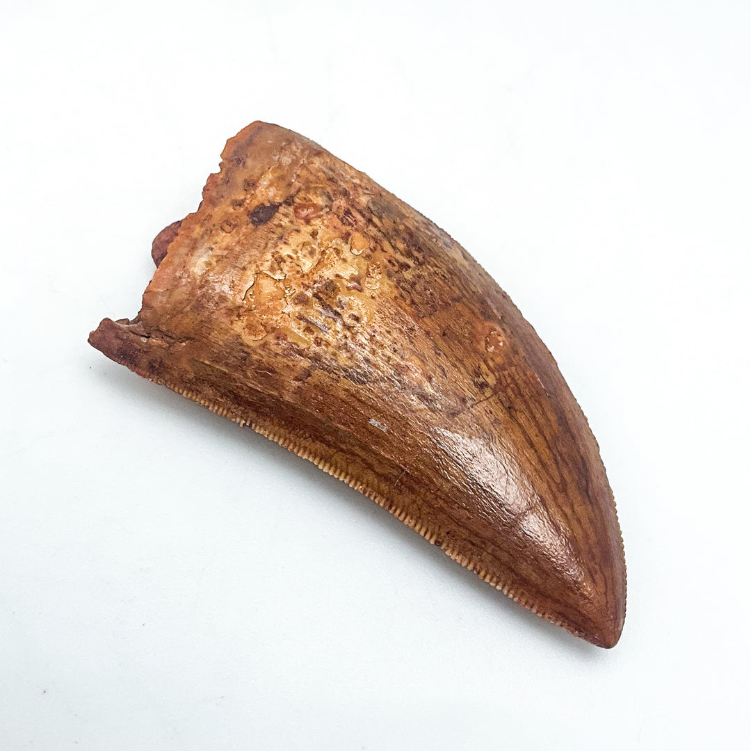Fossilized Carcharodontosaurus Dinosaur Tooth Specimen