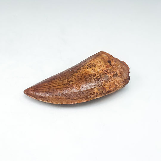 Fossilized Carcharodontosaurus Dinosaur Tooth Specimen