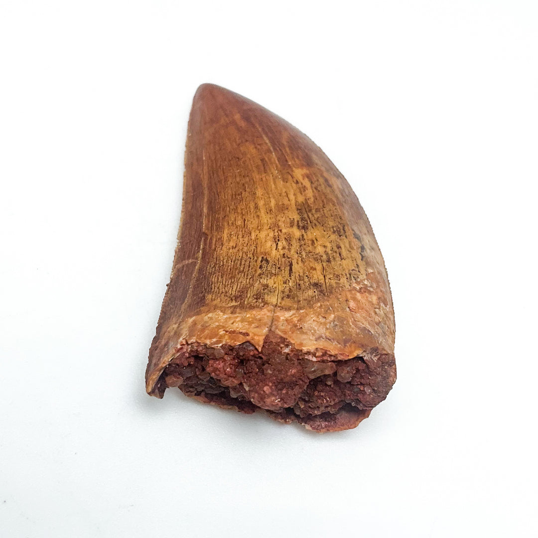 Fossilized Carcharodontosaurus Dinosaur Tooth Specimen