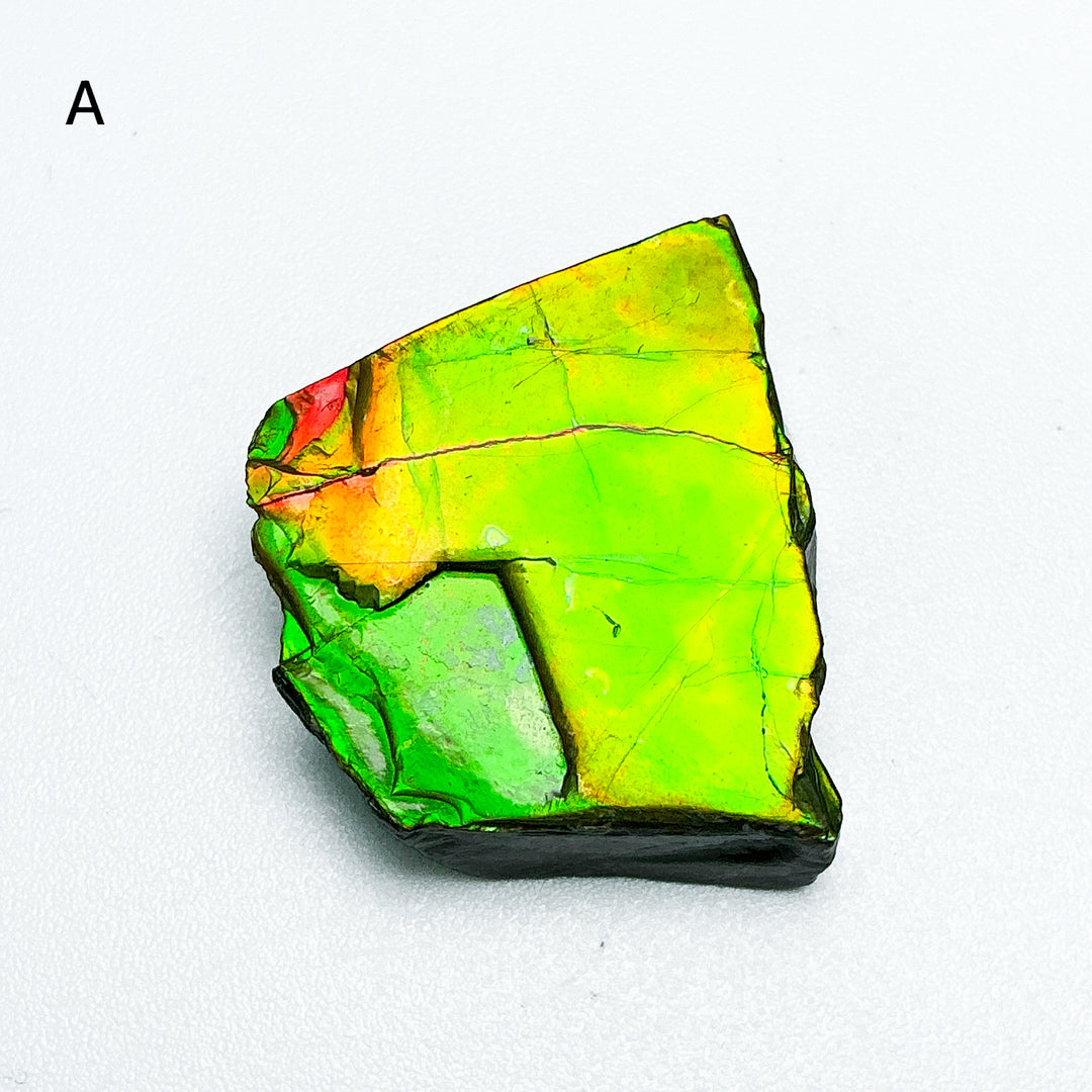 Ammolite Specimen