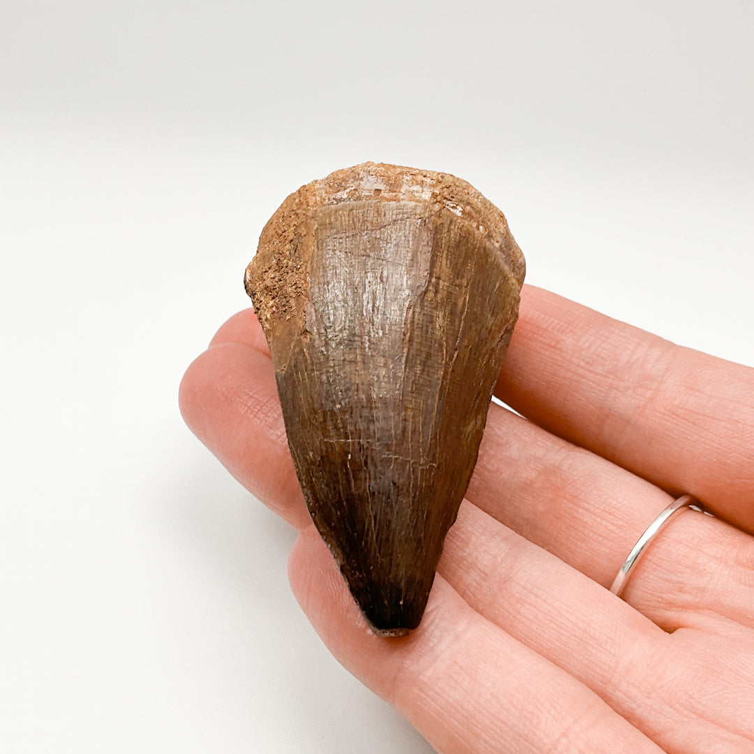 Fossilized Mosasaur Tooth Specimen