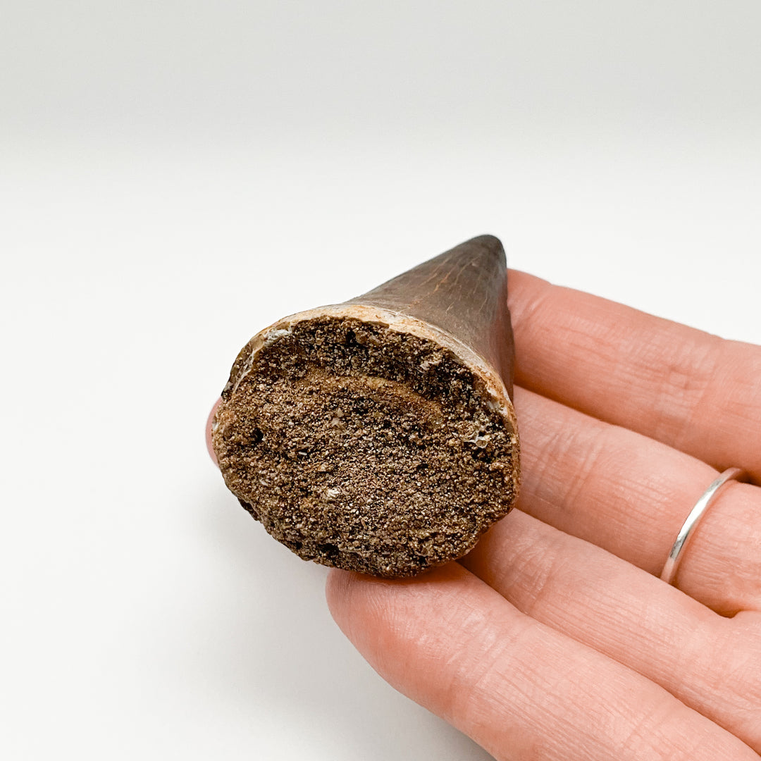 Fossilized Mosasaur Tooth Specimen