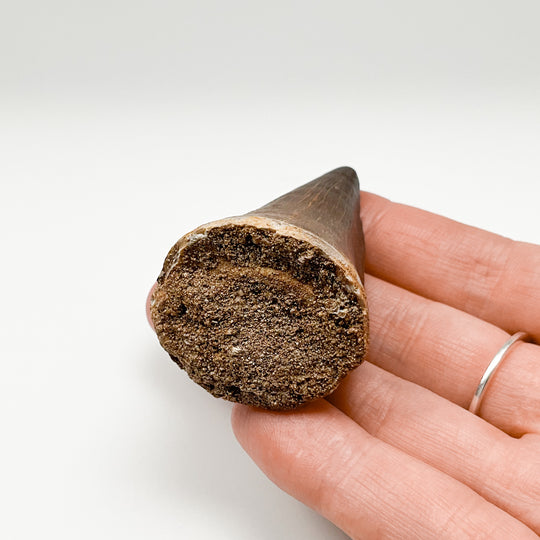 Fossilized Mosasaur Tooth Specimen
