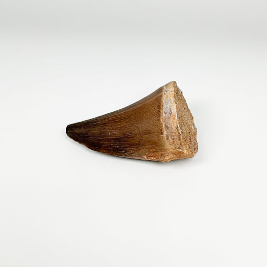 Fossilized Mosasaur Tooth Specimen