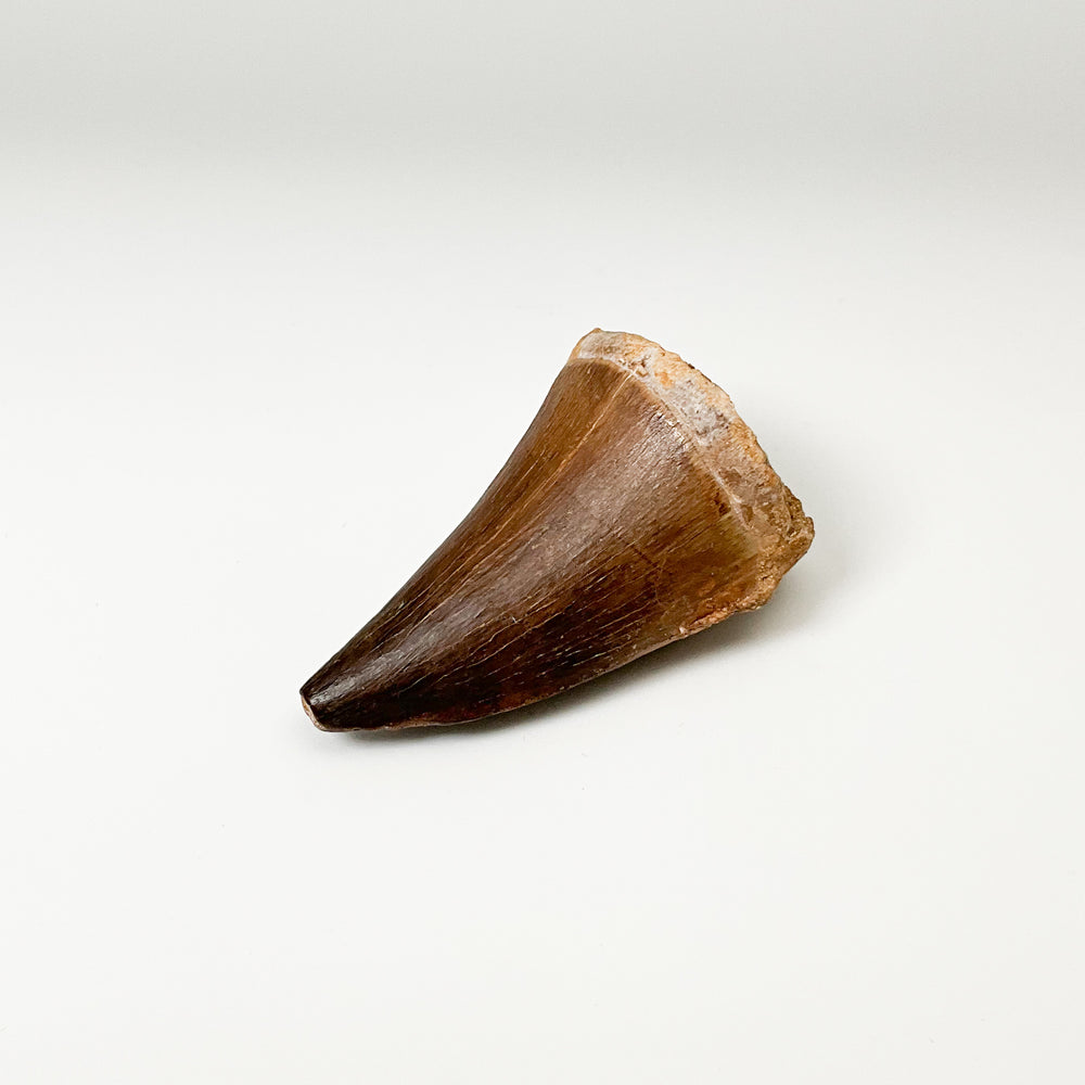 Fossilized Mosasaur Tooth Specimen