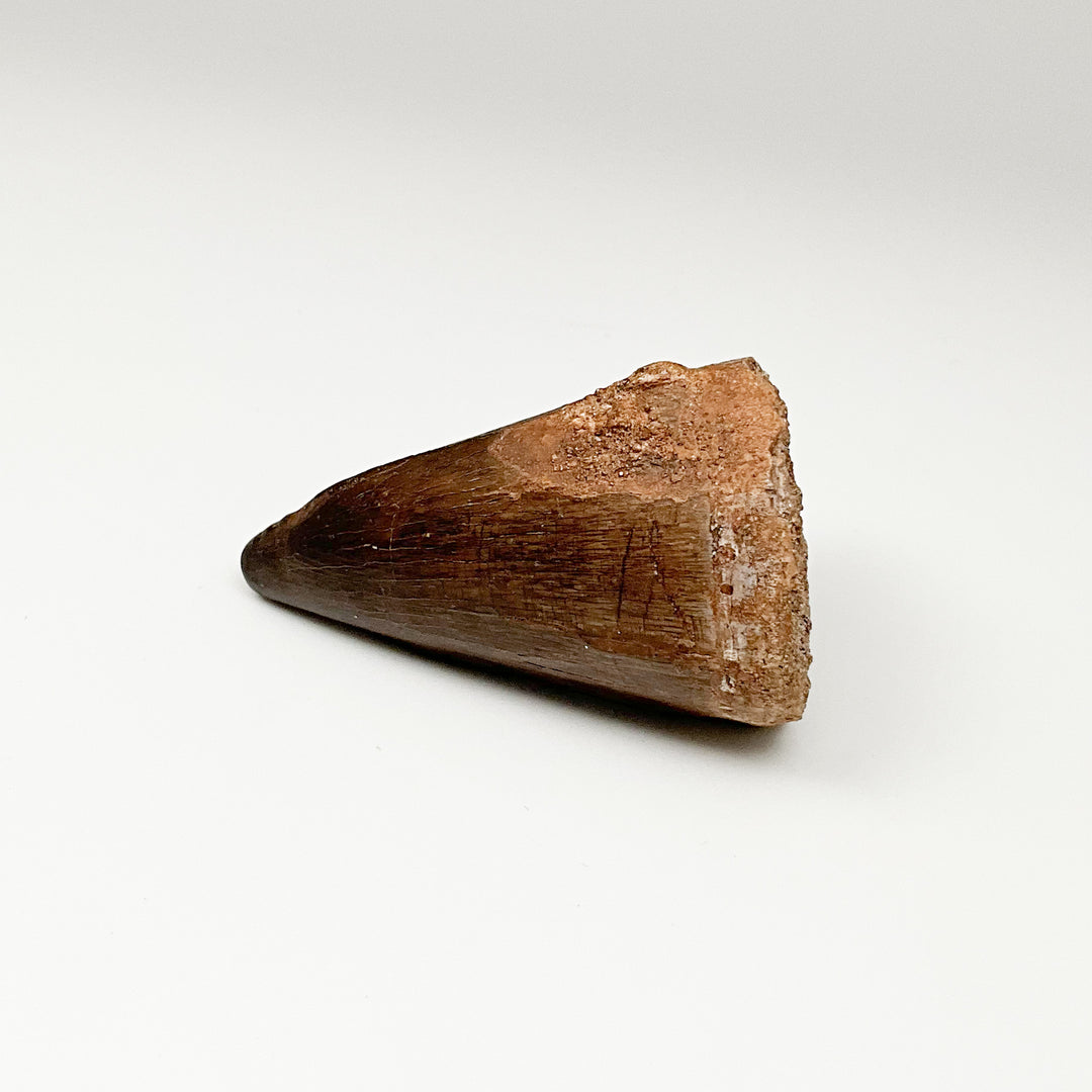 Fossilized Mosasaur Tooth Specimen