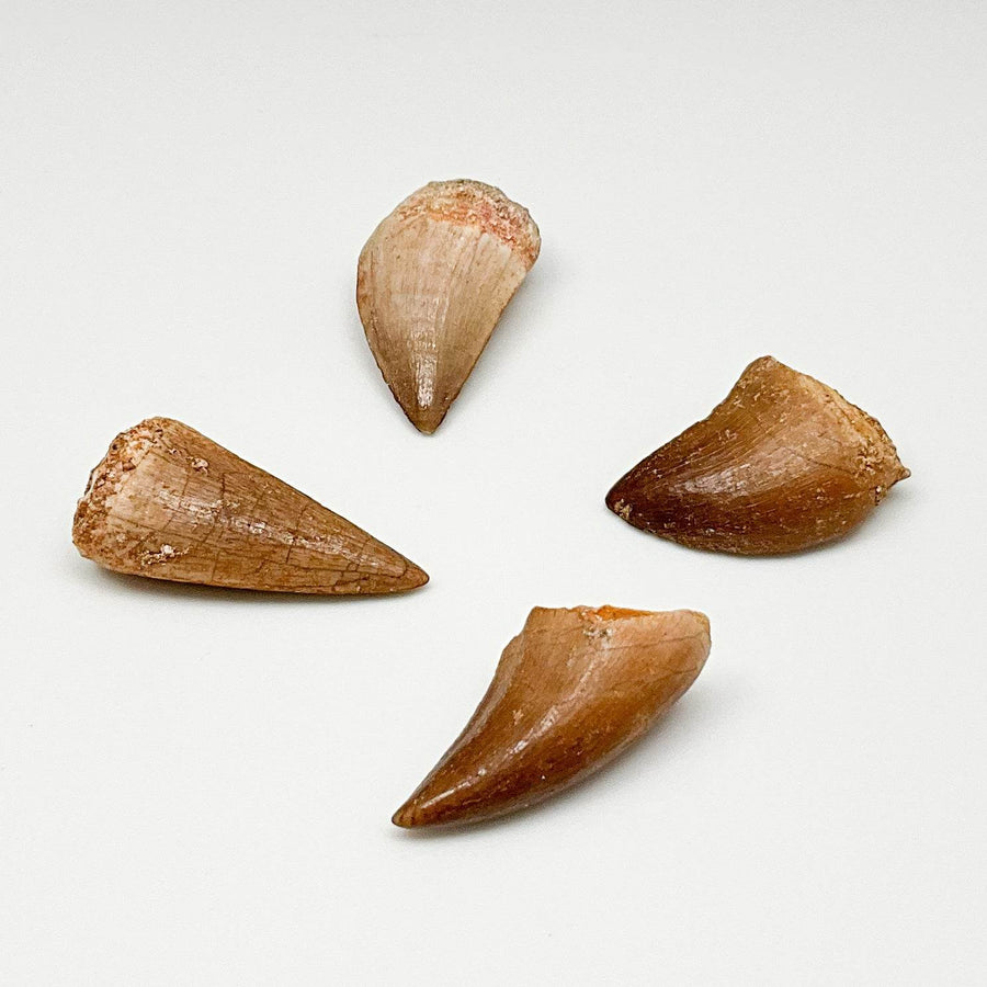 Fossilized Mosasaur Tooth Specimen - Rocks and Gems Canada