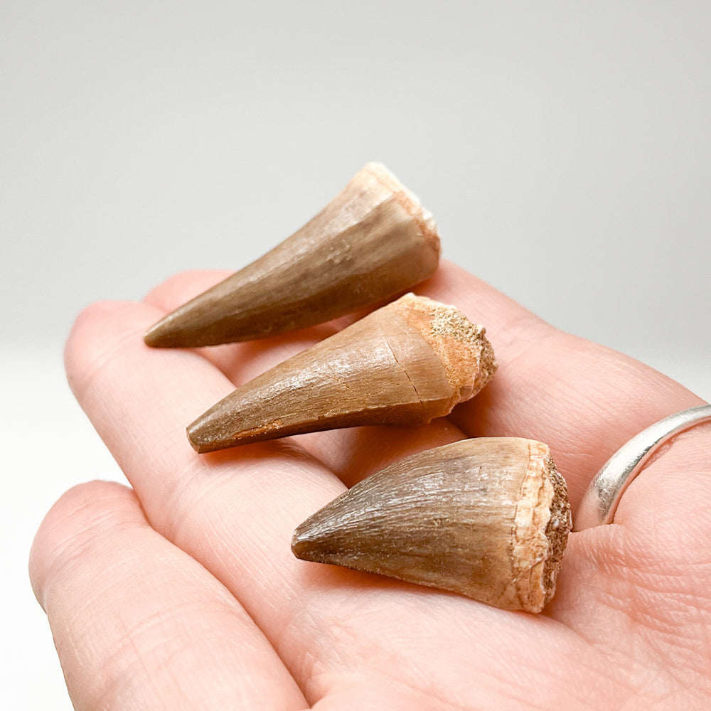 Fossilized Mosasaur Tooth Specimen