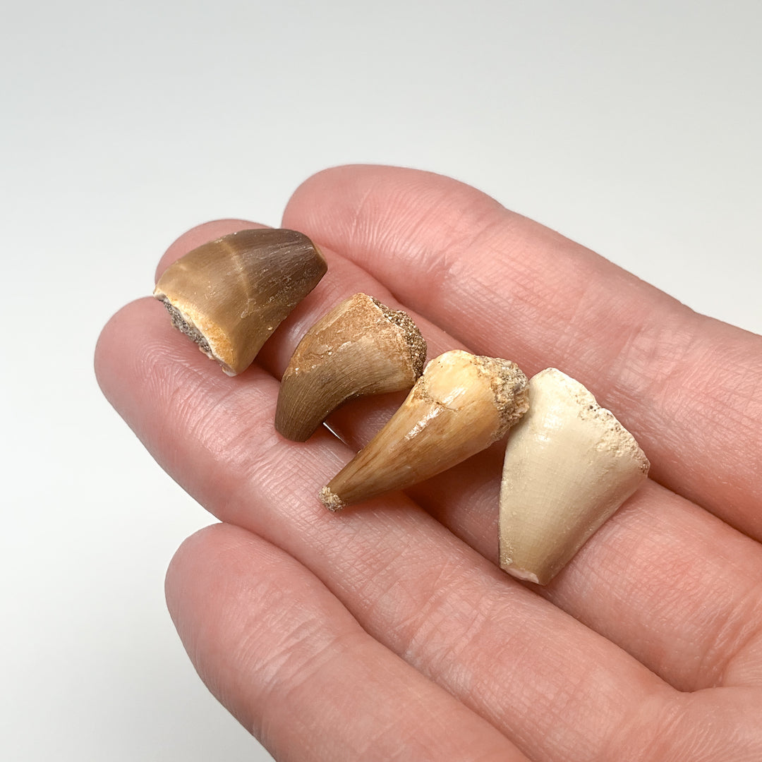 Fossilized Mosasaur Tooth Specimen