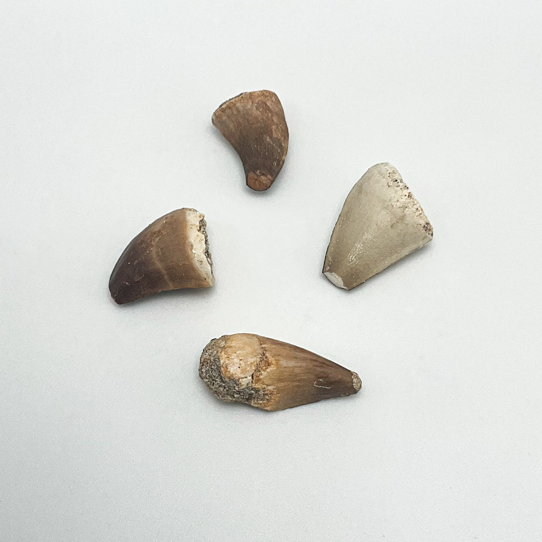 Fossilized Mosasaur Tooth Specimen