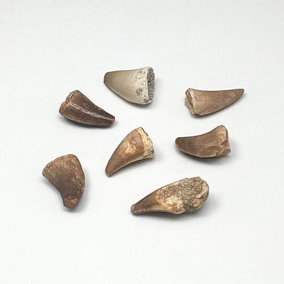 Fossilized Mosasaur Tooth Specimen