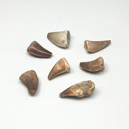 Fossilized Mosasaur Tooth Specimen