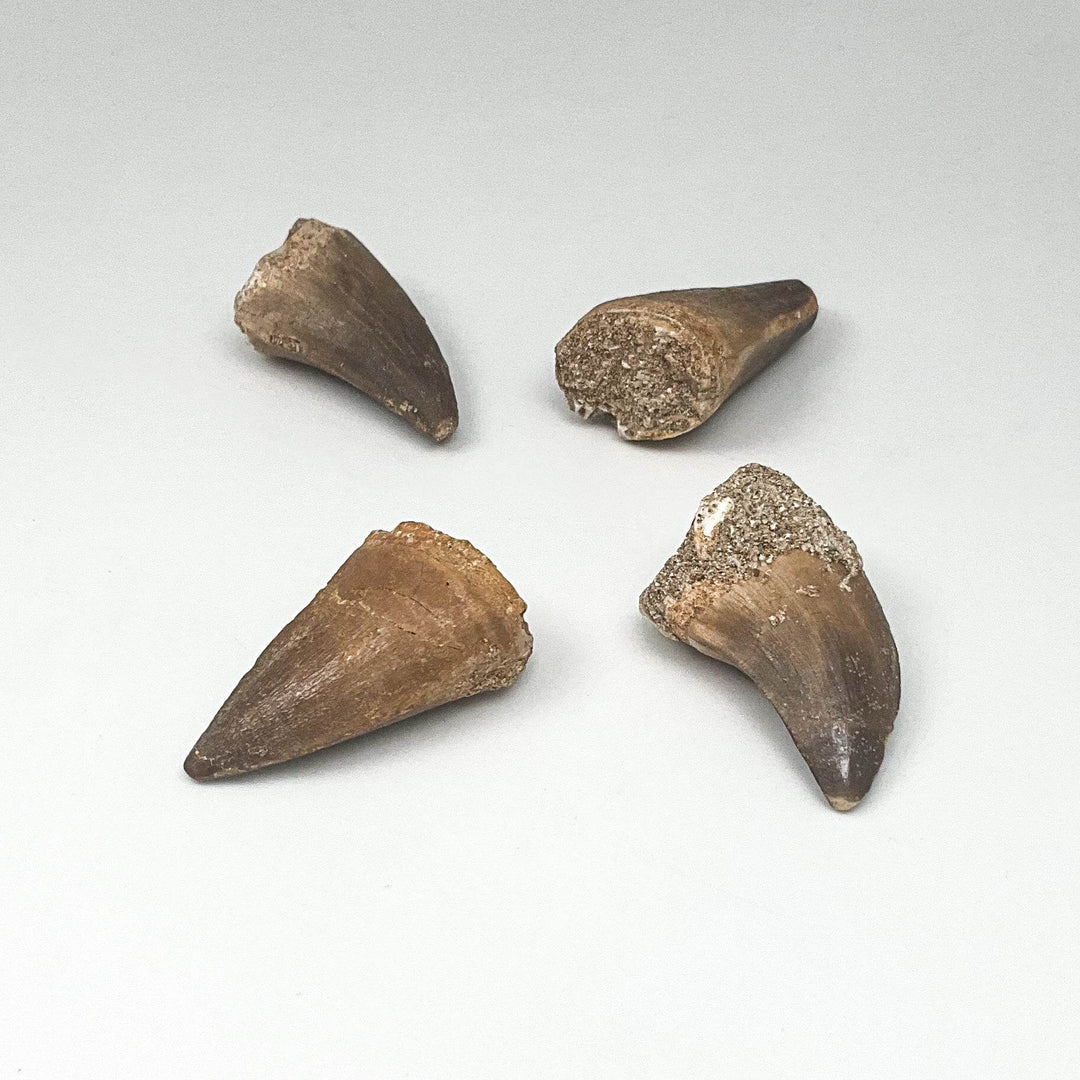 Fossilized Mosasaur Tooth Specimen - Rocks and Gems Canada