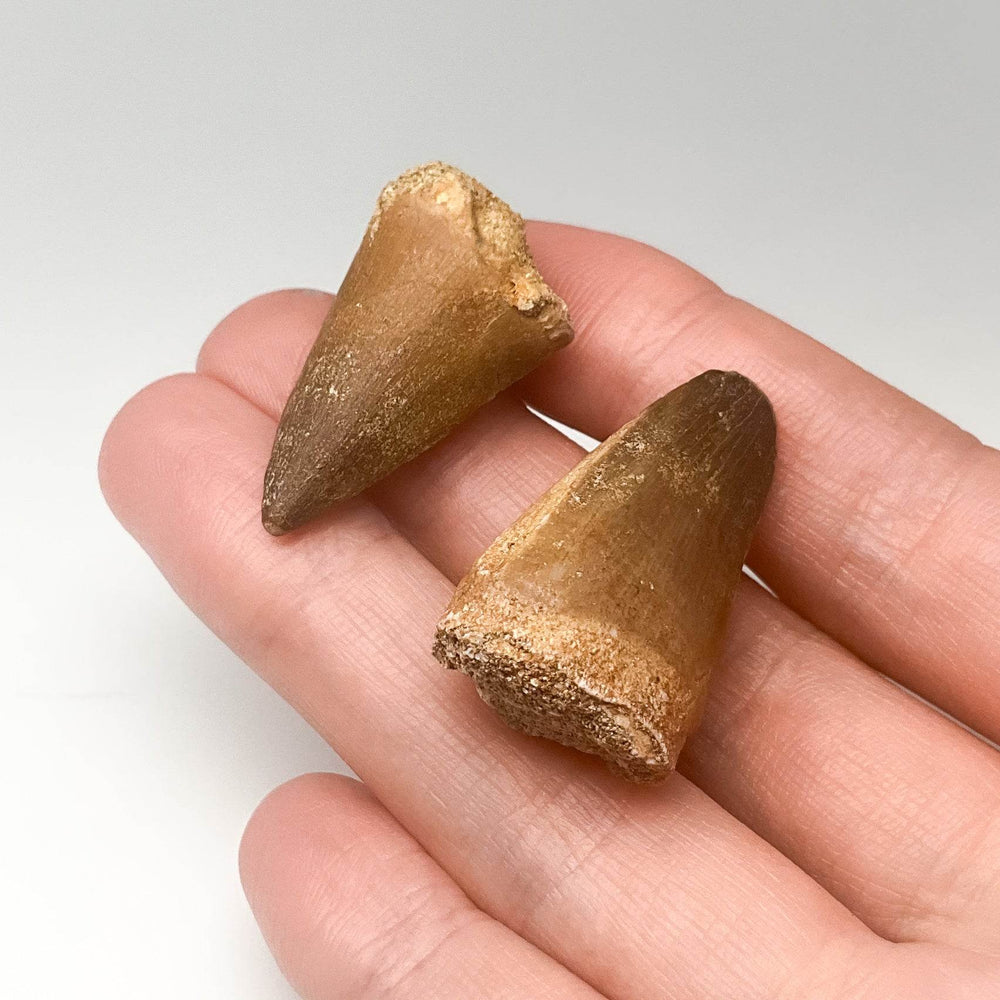 Fossilized Mosasaur Tooth Specimen - Rocks and Gems Canada