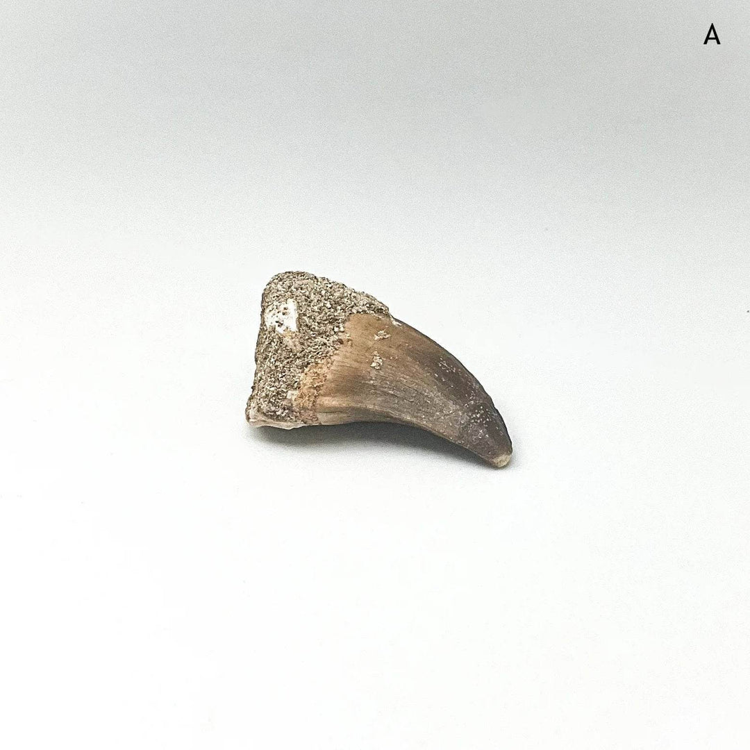 Fossilized Mosasaur Tooth Specimen - Rocks and Gems Canada