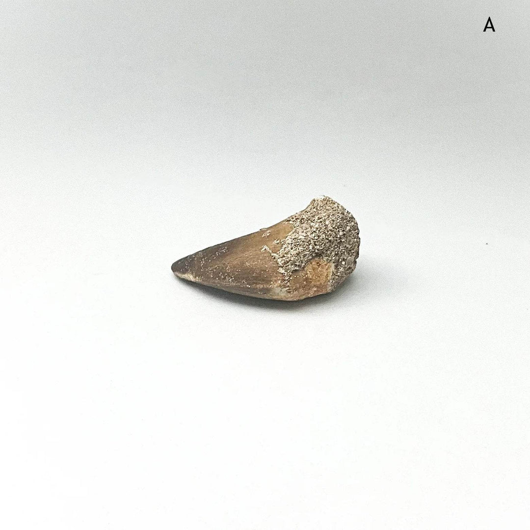 Fossilized Mosasaur Tooth Specimen - Rocks and Gems Canada
