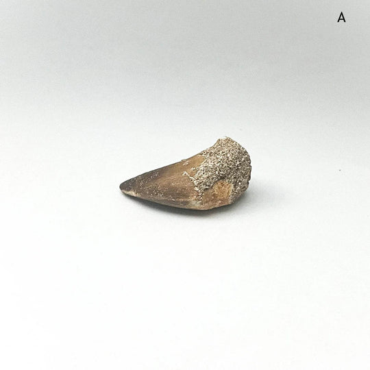 Fossilized Mosasaur Tooth Specimen - Rocks and Gems Canada