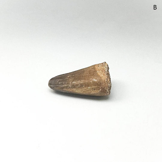 Fossilized Mosasaur Tooth Specimen - Rocks and Gems Canada
