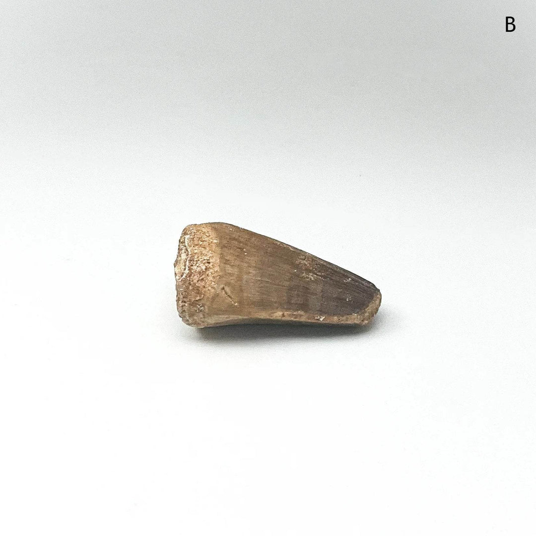Fossilized Mosasaur Tooth Specimen - Rocks and Gems Canada