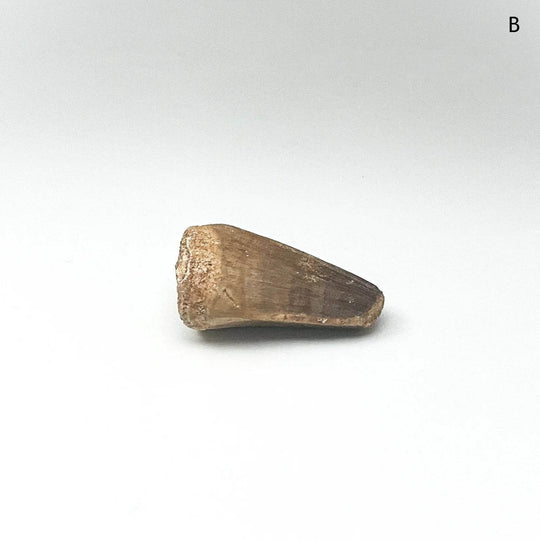 Fossilized Mosasaur Tooth Specimen - Rocks and Gems Canada