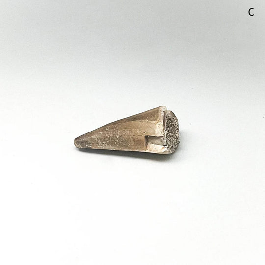 Fossilized Mosasaur Tooth Specimen - Rocks and Gems Canada