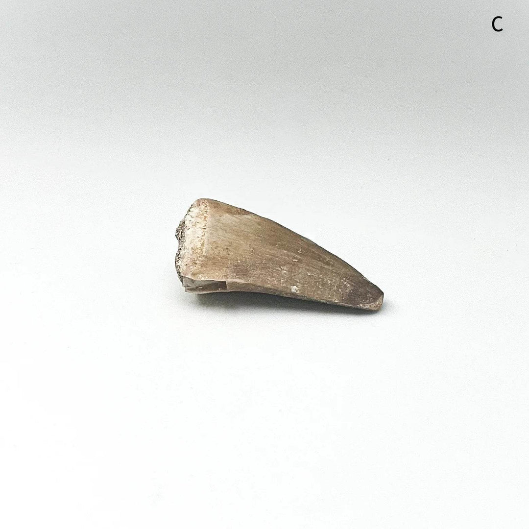 Fossilized Mosasaur Tooth Specimen - Rocks and Gems Canada