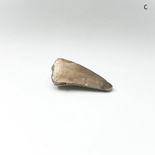 Fossilized Mosasaur Tooth Specimen - Rocks and Gems Canada