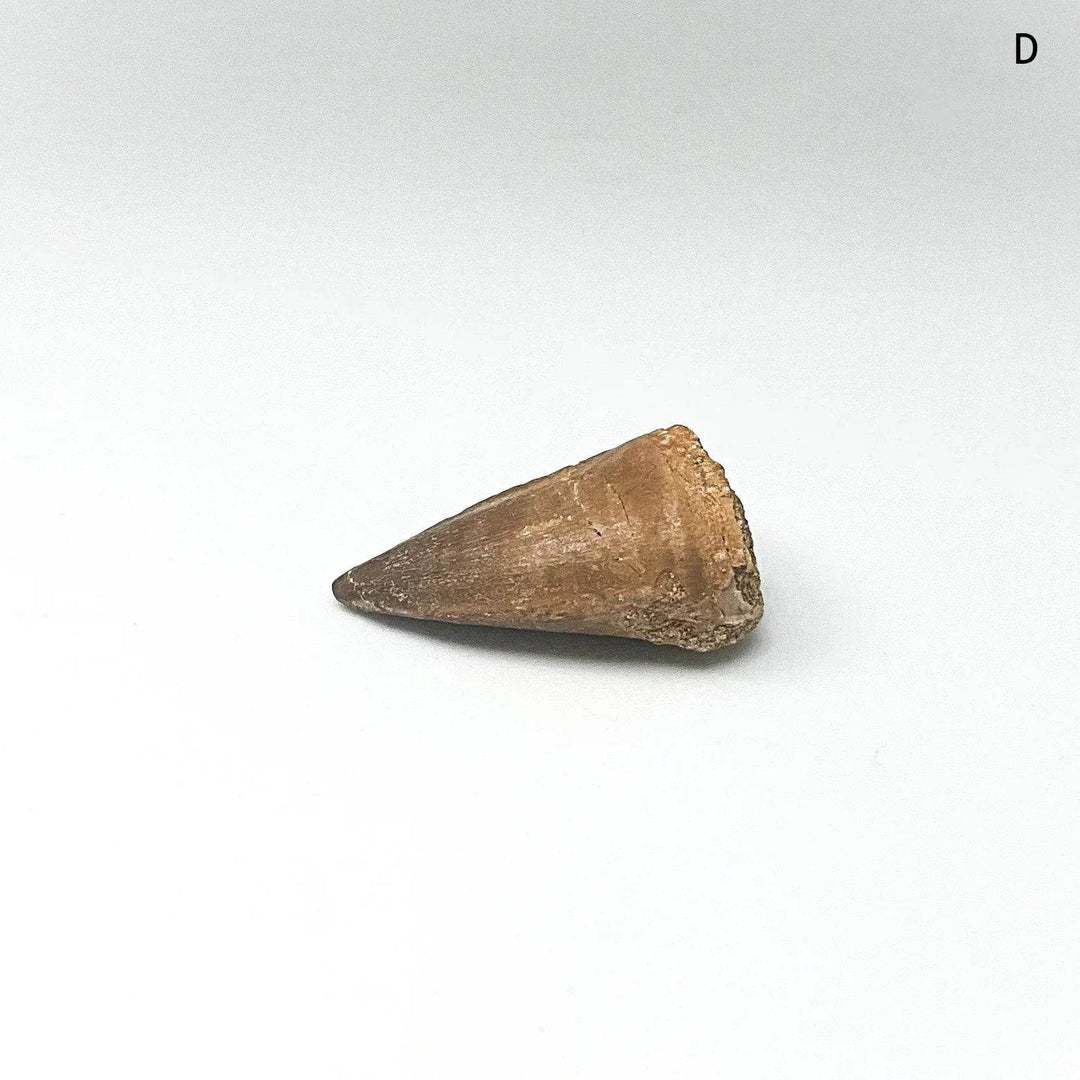 Fossilized Mosasaur Tooth Specimen - Rocks and Gems Canada