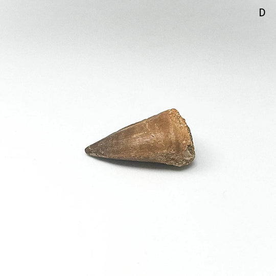 Fossilized Mosasaur Tooth Specimen - Rocks and Gems Canada