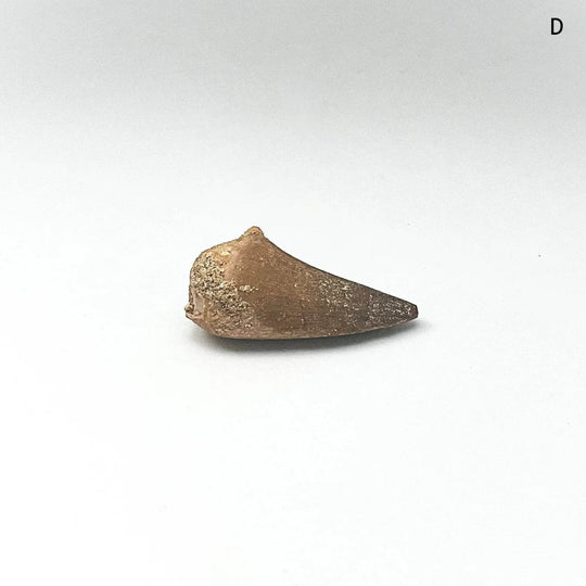 Fossilized Mosasaur Tooth Specimen - Rocks and Gems Canada