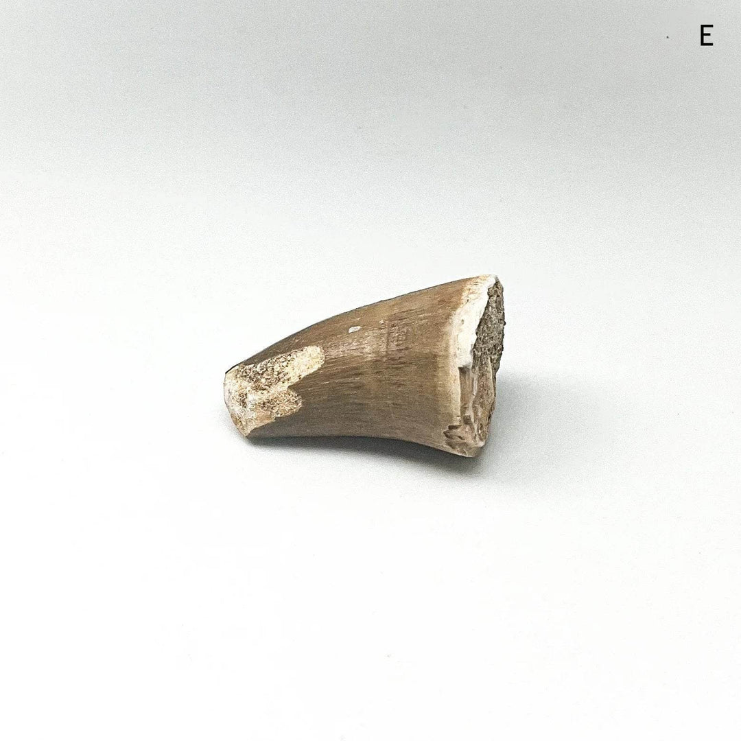 Fossilized Mosasaur Tooth Specimen - Rocks and Gems Canada