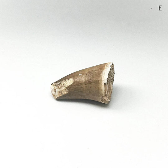 Fossilized Mosasaur Tooth Specimen - Rocks and Gems Canada
