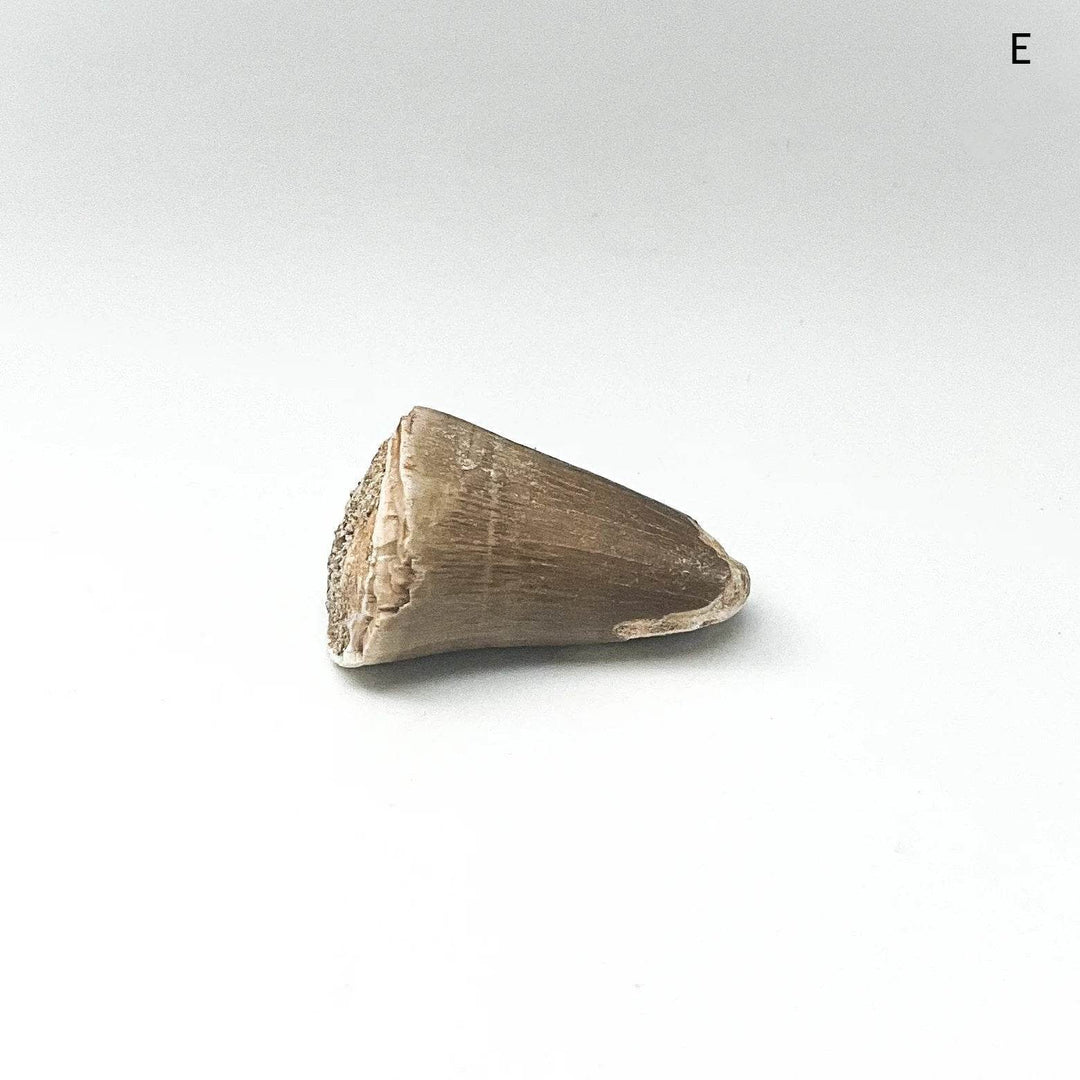Fossilized Mosasaur Tooth Specimen - Rocks and Gems Canada