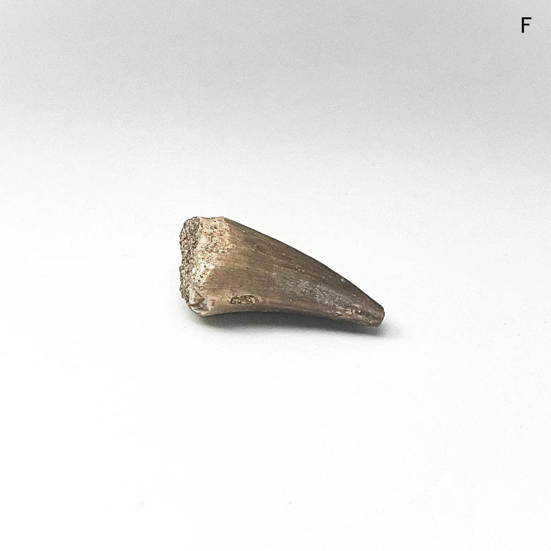 Fossilized Mosasaur Tooth Specimen - Rocks and Gems Canada