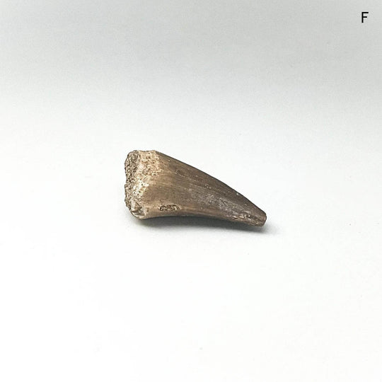 Fossilized Mosasaur Tooth Specimen - Rocks and Gems Canada