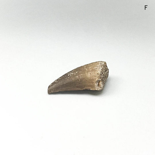 Fossilized Mosasaur Tooth Specimen - Rocks and Gems Canada