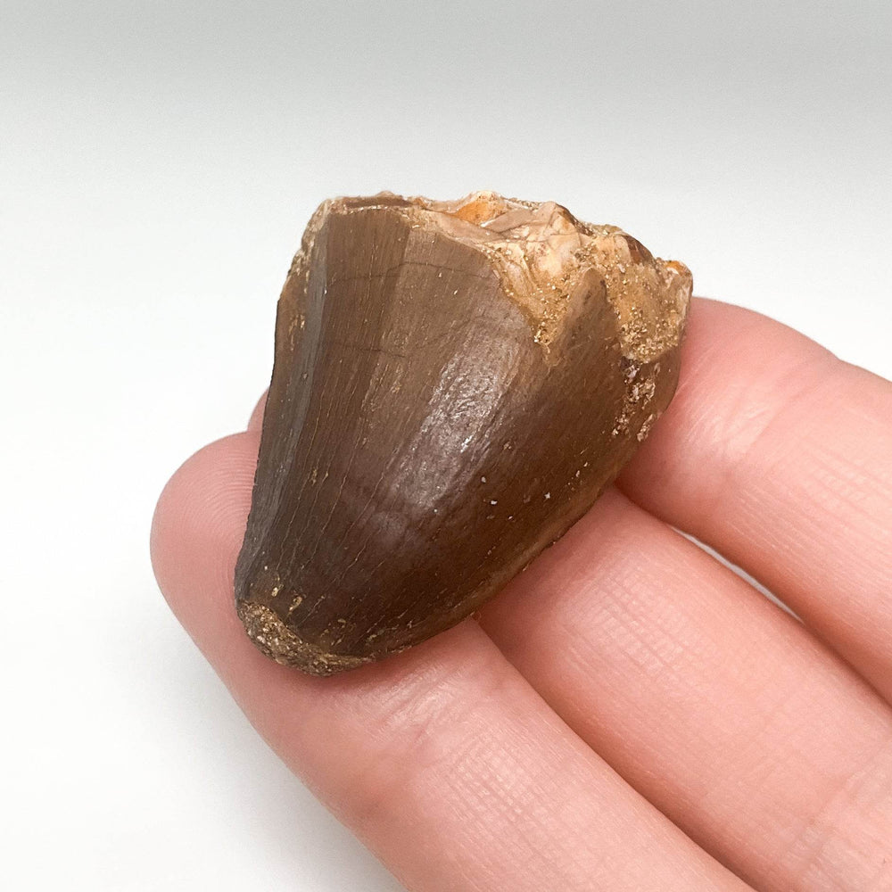 Fossilized Mosasaur Tooth Specimen - Rocks and Gems Canada