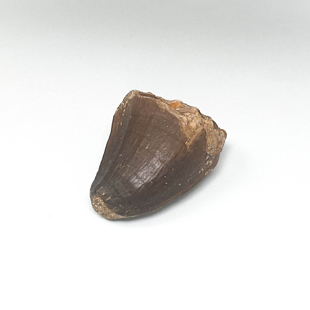Fossilized Mosasaur Tooth Specimen - Rocks and Gems Canada