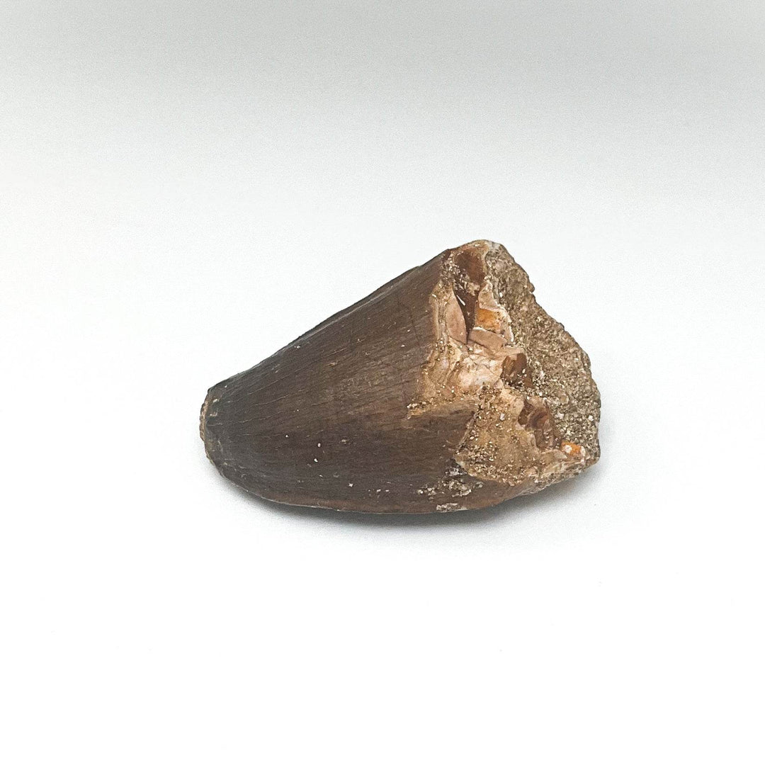 Fossilized Mosasaur Tooth Specimen - Rocks and Gems Canada