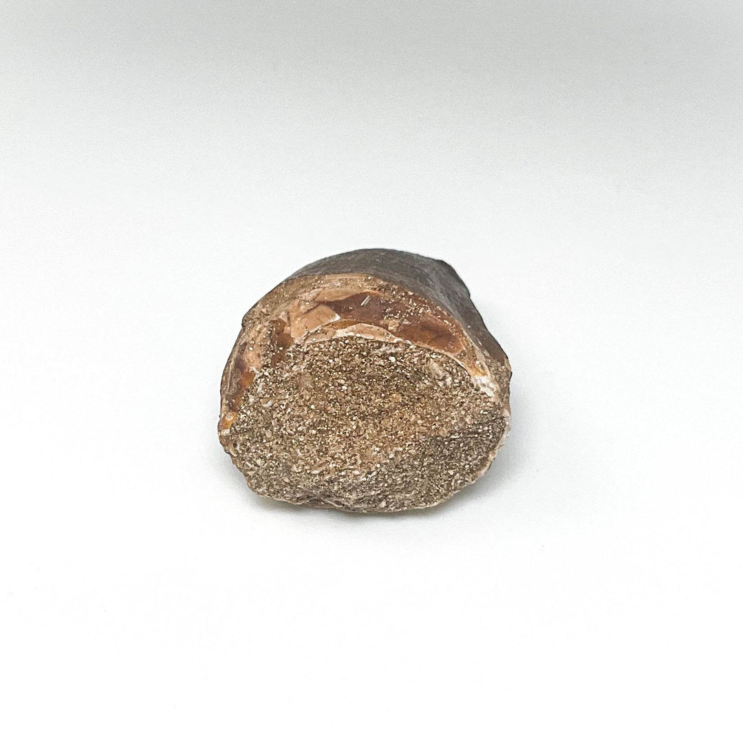 Fossilized Mosasaur Tooth Specimen - Rocks and Gems Canada