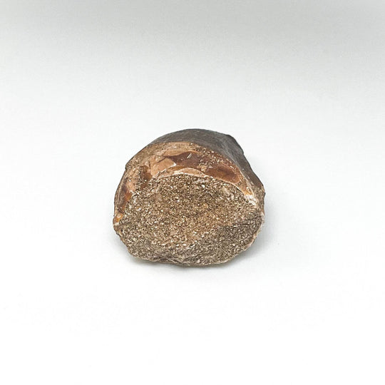 Fossilized Mosasaur Tooth Specimen - Rocks and Gems Canada