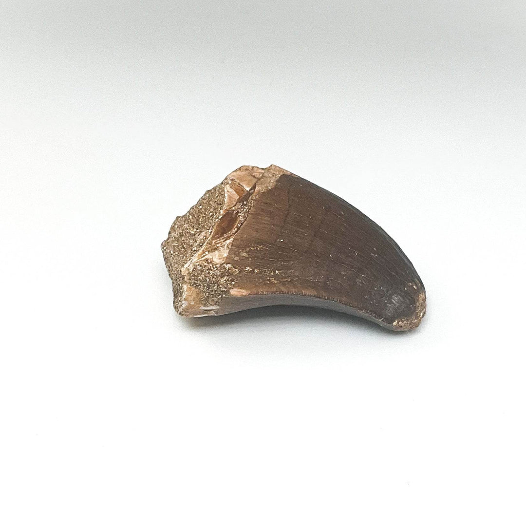 Fossilized Mosasaur Tooth Specimen - Rocks and Gems Canada